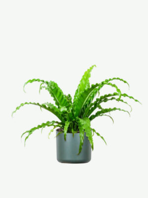 plants ecommerce product featured img 8 plants ecommerce product featured img 8